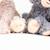 Duo peluches chats romy 15 cm Beige 4 - vertbaudet enfant 