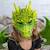 Déguisement masque de dragon vert Vert 5 - vertbaudet enfant 