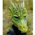 Déguisement masque de dragon vert Vert 3 - vertbaudet enfant 