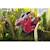 Puzzle 3d - dragon Red 6 - vertbaudet enfant 