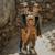 Déguisement cape petit lion Lion, marron 6 - vertbaudet enfant 