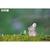Puzzle 3d - kangourou Brown 6 - vertbaudet enfant 