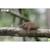 Puzzle 3d - paresseux Brown 5 - vertbaudet enfant 