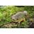 Puzzle 3d - ankylosaurus Green 5 - vertbaudet enfant 