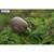 Puzzle 3d - kiwi brun Brown 5 - vertbaudet enfant 