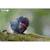 Puzzle 3d - pachy Green 6 - vertbaudet enfant 