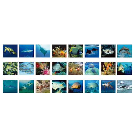 Picmax viewer - animaux marins visionneur d’images Multicolor 2 - vertbaudet enfant 