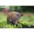 Puzzle 3d - échydné Brown 5 - vertbaudet enfant 