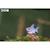 Puzzle 3d - requin Blue 5 - vertbaudet enfant 