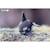 Puzzle 3d - orca Black 4 - vertbaudet enfant 