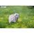 Puzzle 3d - mouton White 4 - vertbaudet enfant 
