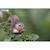 Puzzle 3d - ecureuil Brown 5 - vertbaudet enfant 