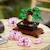 Lego botanicals - lego creator - bonsaï - 10281 Multicolore 5 - vertbaudet enfant 