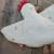 Doudou plat poule love Beige 3 - vertbaudet enfant 