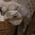 Hochet chien beige Beige 2 - vertbaudet enfant 