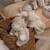 Doudou chien Beige 2 - vertbaudet enfant 