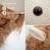 Grande peluche siège d’appoint lion Light brown 3 - vertbaudet enfant 