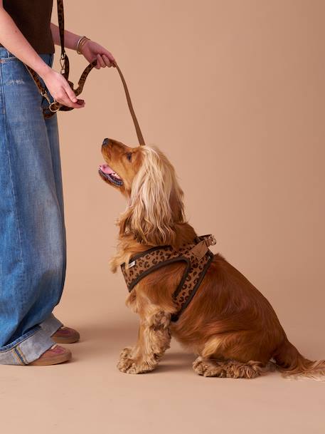 Set promenade pour chien : harnais + laisse + collier café 3 - vertbaudet enfant 