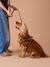 Set promenade pour chien : harnais + laisse + collier café 3 - vertbaudet enfant 