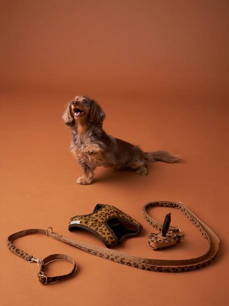 Set promenade pour chien : harnais + laisse + collier café 1 - vertbaudet enfant 