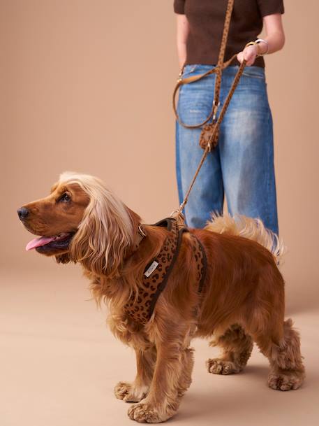 Set promenade pour chien : harnais + laisse + collier café 2 - vertbaudet enfant 