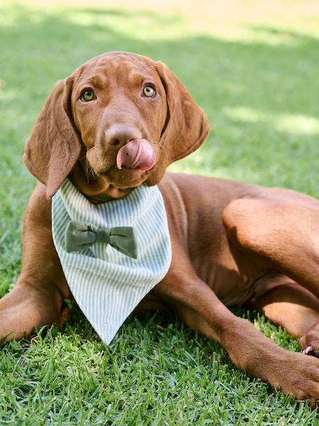 Bandana chien coton rayé vert sauge 1 - vertbaudet enfant 