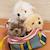 Peluche bébé freddy le chat british shorthair - 20cm Gris 1 - vertbaudet enfant 