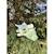 Peluche drago le dragon 53 cm Vert 3 - vertbaudet enfant 