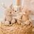 Peluche musicale lapin en tissu doux avec mélodie intégrée Beige+Ecru, marron 3 - vertbaudet enfant 