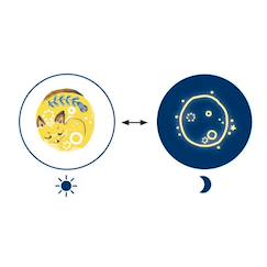 Jouet-Activités artistiques et musicales-Tatouages phospho sweet dreams