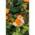 Peluche - peluche oiseau sonore birdies 14 cm - orange Orange 5 - vertbaudet enfant 