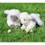 Peluche - peluche agneau douceur beige - 20 cm Blanc 2 - vertbaudet enfant 