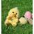 Peluche - peluche poussin sunny jaune mimosa – cutydoos spring – 23 cm Jaune 4 - vertbaudet enfant 