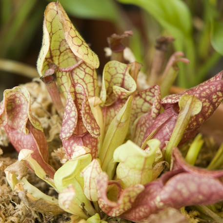 Je fais pousser ma plante carnivore Marron 5 - vertbaudet enfant 