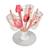 Egoutte biberons pliable compact et nomade capacité 8 biberons Gris+Rose+Terre argile 11 - vertbaudet enfant 
