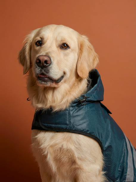 Manteau imperméable pour chien bleu ardoise 1 - vertbaudet enfant 