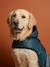 Manteau imperméable pour chien bleu ardoise 1 - vertbaudet enfant 