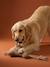 Lot jouets chien noisette 1 - vertbaudet enfant 