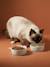 Lot de 2 gamelles pour chat en céramique blanc imprimé+écru 14 - vertbaudet enfant 