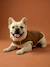 Manteau imperméable chien caramel 2 - vertbaudet enfant 