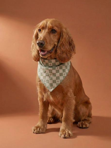 Bandana chien coton blanc imprimé+carreaux beige+marron imprimé 1 - vertbaudet enfant 