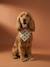 Bandana chien coton blanc imprimé+carreaux beige+marron imprimé 10 - vertbaudet enfant 