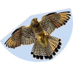 Jouet-Jeux de plein air-Cerf-volant faucon