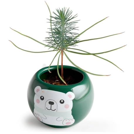 Mon sapin de noël à faire pousser Vert 5 - vertbaudet enfant 