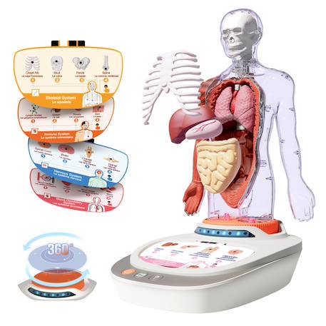 Corps humain interactif 3d avec organes amovibles et quiz éducatif - so science Multicolore 6 - vertbaudet enfant 