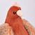 Peluche poule et ses œufs d'or 28 cm Orange 2 - vertbaudet enfant 