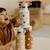Gourde isotherme caramel (350 ml) Beige, blanc+Marron, beige 10 - vertbaudet enfant 