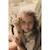 Peluche girafe safari friends (25 cm) Beige, marron 4 - vertbaudet enfant 