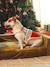 Pull de Noël pour chien rouge 2 - vertbaudet enfant 