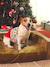 Pull de Noël pour chien rouge 3 - vertbaudet enfant 